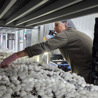 Projectleider Dutch Mushroom Projects